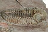 Bargain, Austerops Trilobite - Jorf, Morocco #328582-2